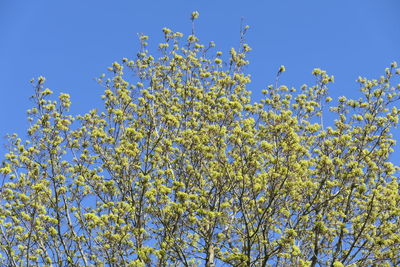 Low angle view of flowering tree against blue sky