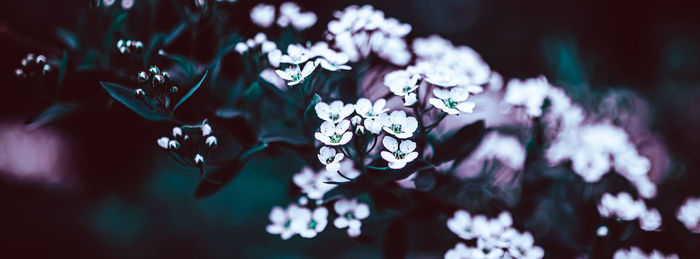 Close-up of purple flowering plant