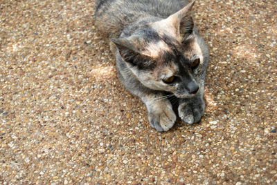 High angle view of cat