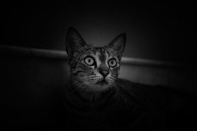 Close-up portrait of tabby cat against black background