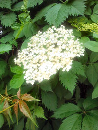 Close-up of green leaves