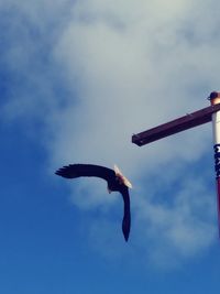 Low angle view of seagull flying against sky