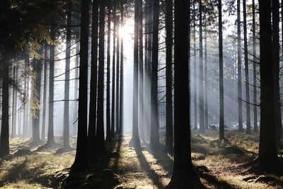 Trees in forest