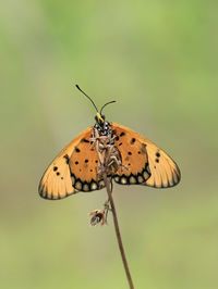 Close-up of butterfly on twig