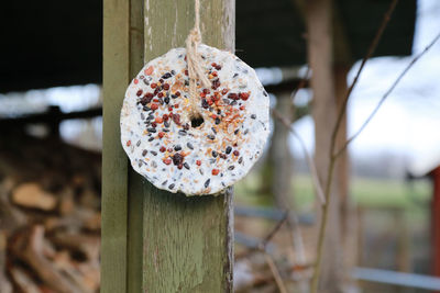 Close-up of a birdfeeder hanging on wood in field