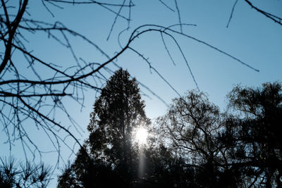 Low angle view of bare trees against sky