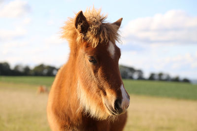 Close-up of a horse on field