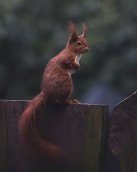 Squirrel on wood
