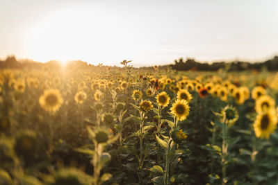 Scenic view of sunflower field against sky