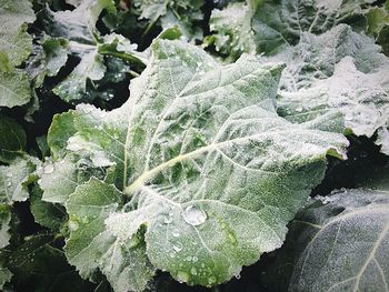 Close-up of frozen plant leaves during winter