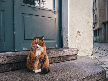 Cat sitting outside building