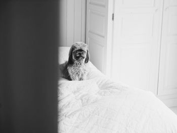 Portrait of dog sitting on bed