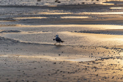 Bird perching on a beach