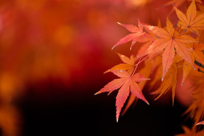 Close-up of maple leaves during autumn