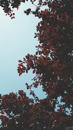 Low angle view of red tree against sky