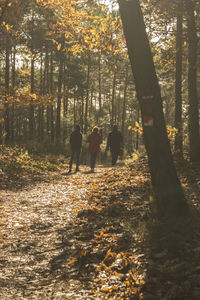 Trees in forest during autumn