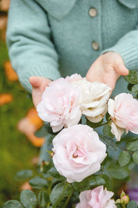 Close-up of pink roses