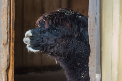 Close-up of a lama looking away