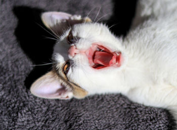 Close-up of cat resting