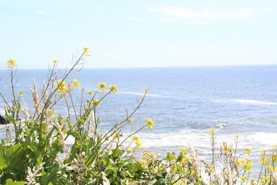 Scenic view of sea against sky