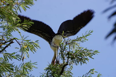 Low angle view of bird flying against sky