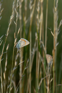 Close-up of butterfly on grass