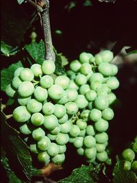 Close-up of grapes growing in vineyard