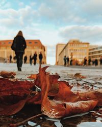 Close-up of autumn leaves in city