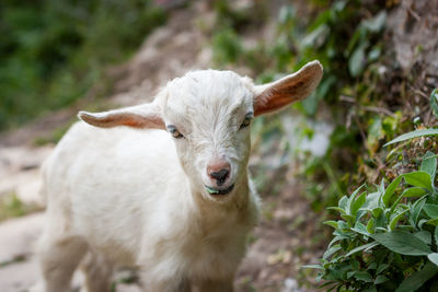 Portrait of kid goat eating leaf