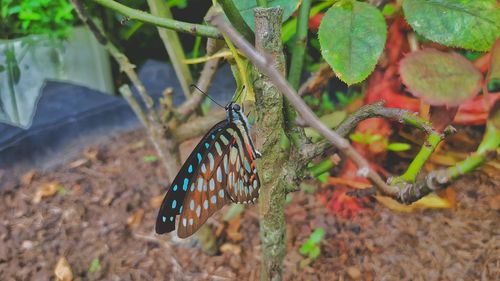 Close-up of butterfly on leaves