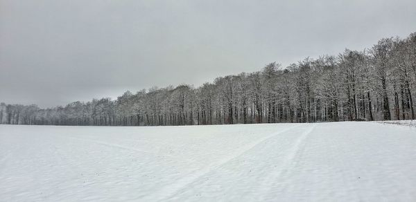 Pine trees on snow covered land against sky