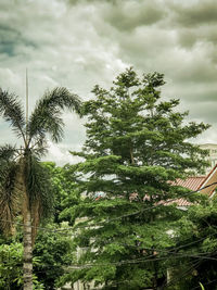 Trees growing on field against sky