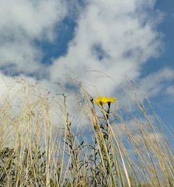 Low angle view of flowering plants on field against sky