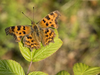 Butterfly on leaf