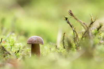 Close-up of mushroom growing on field