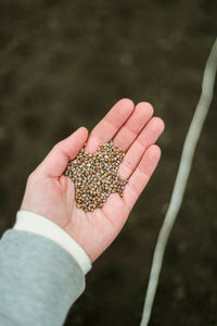 Cropped hand holding plant