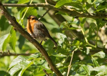 Low angle view of bird perching on branch