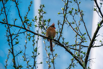 Low angle view of bird perching on tree against sky