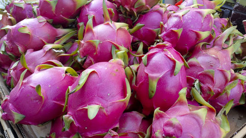 Close-up of purple flowers