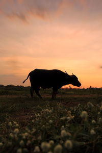 Horse standing on field against sky during sunset