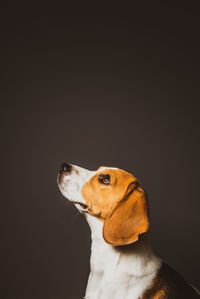 Dog looking away against black background