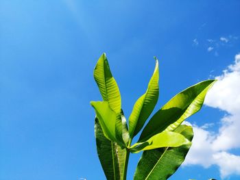 Low angle view of plant against blue sky