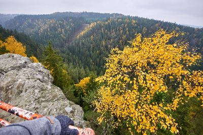 Scenic view of yellow flowers on mountain