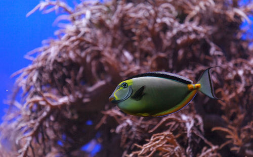 Close-up side view of naso tang fish in water