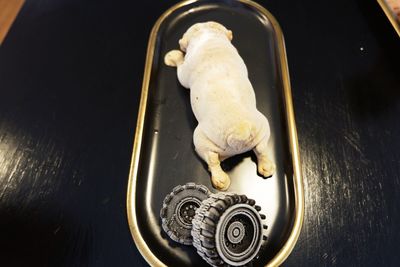 High angle view of an animal representation on table