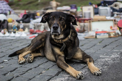 Dog looking at camera