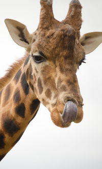 Close-up portrait of horse