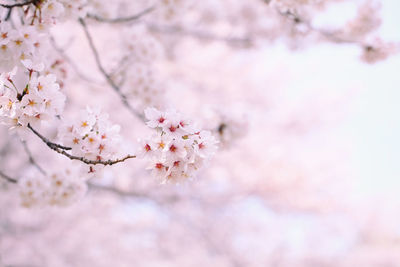 Low angle view of cherry blossoms