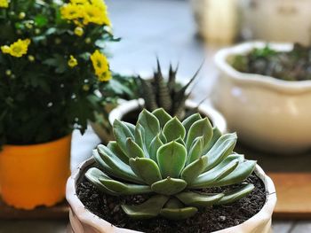 Close-up of succulent plant in pot