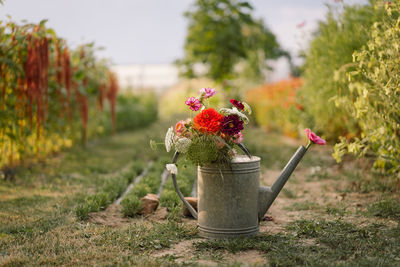 Beautiful bouquet of bright flowers in watering can on flower garden. gardening concept.